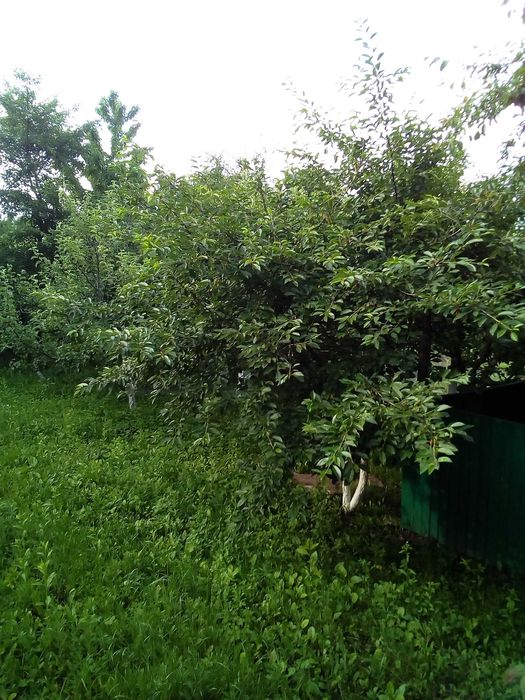 Будинок  Будинок