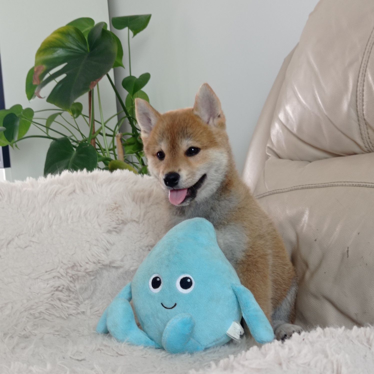 Shiba Inu z rodowodem ZHPR UCI
