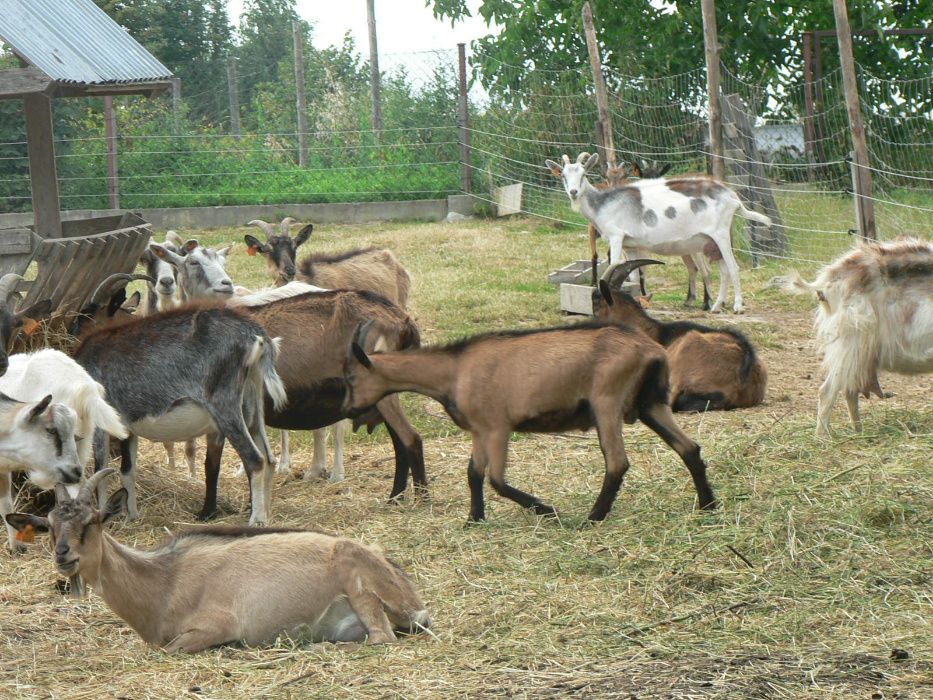 Mleko kozie, Colostrum Siara Kozia