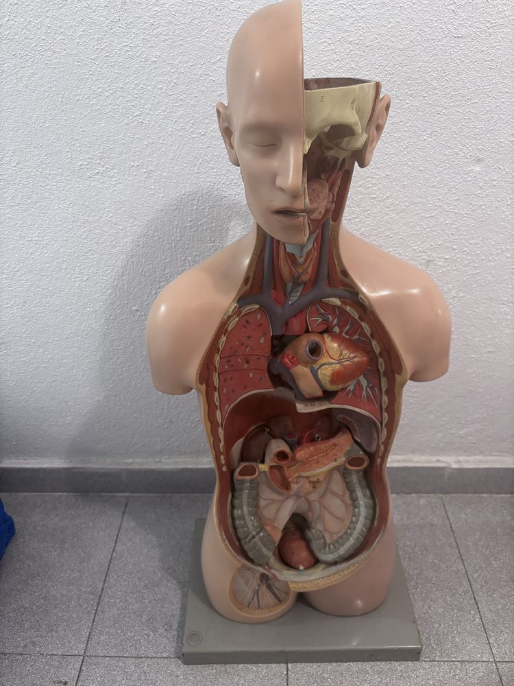 Modelo Anatomia Corpo Humano