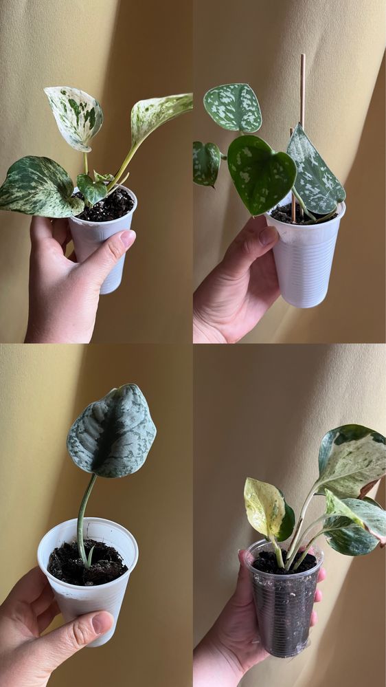 Zestaw kwiatów na sprzedaż (scindapsus, epipremnum)
