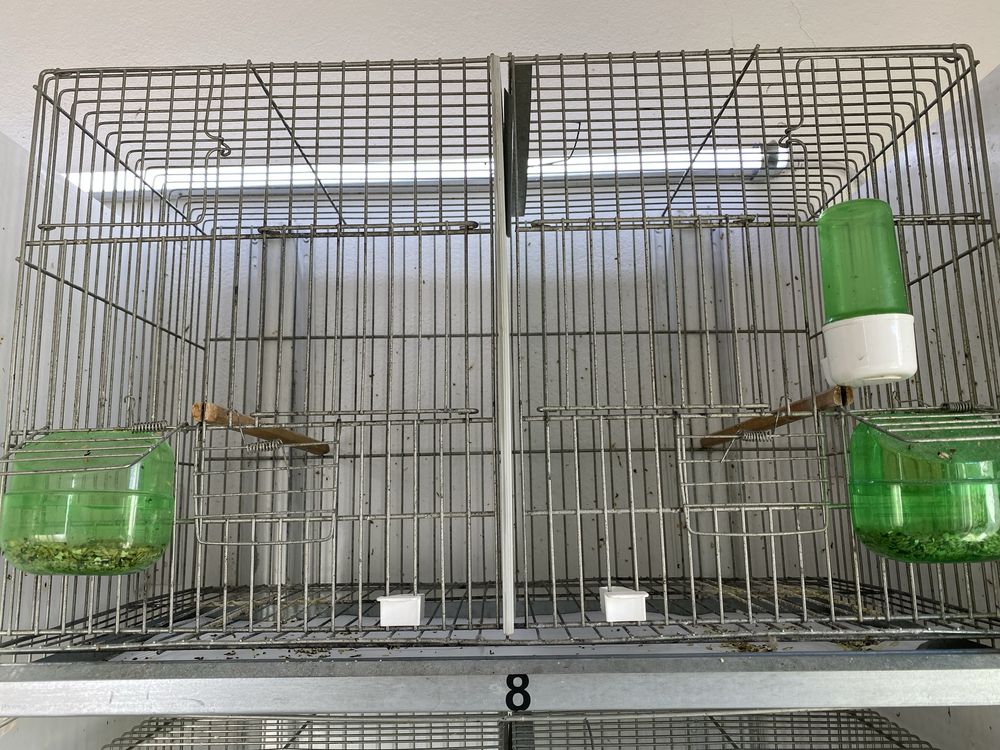 Conjunto de gaiolas para cedencia