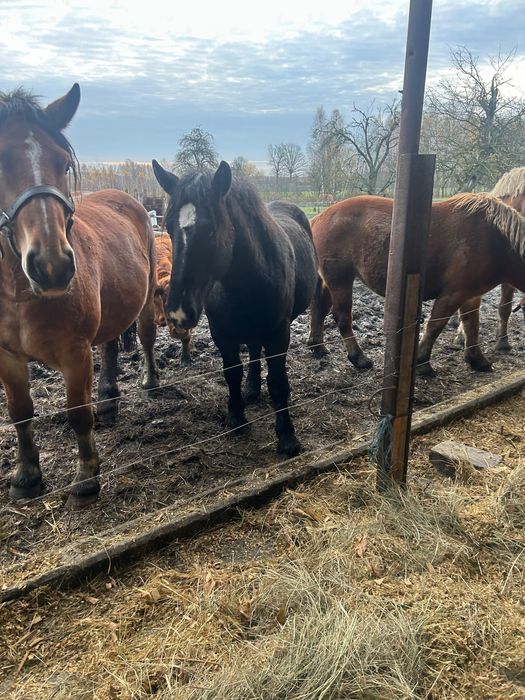Źrebica zimnokrwista Sztumska