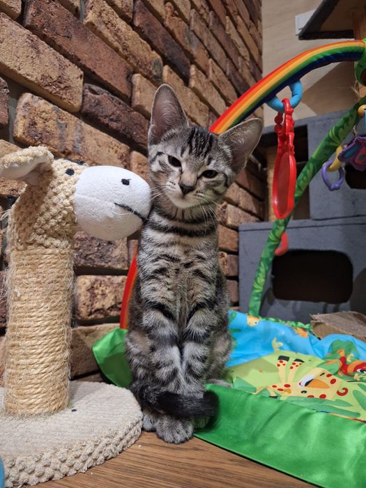 Pokochaj i Przygarnij Maxa