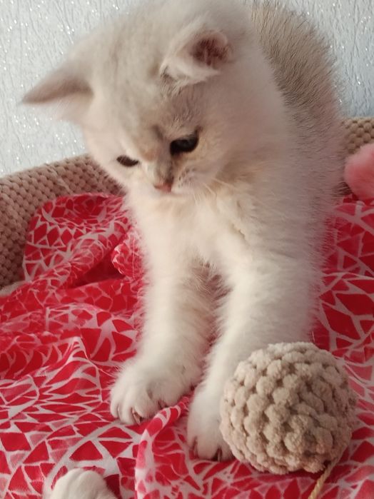 Мультяшний котик вільний