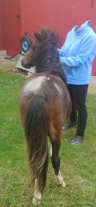 Klacz kuca, kucyk, Bonita