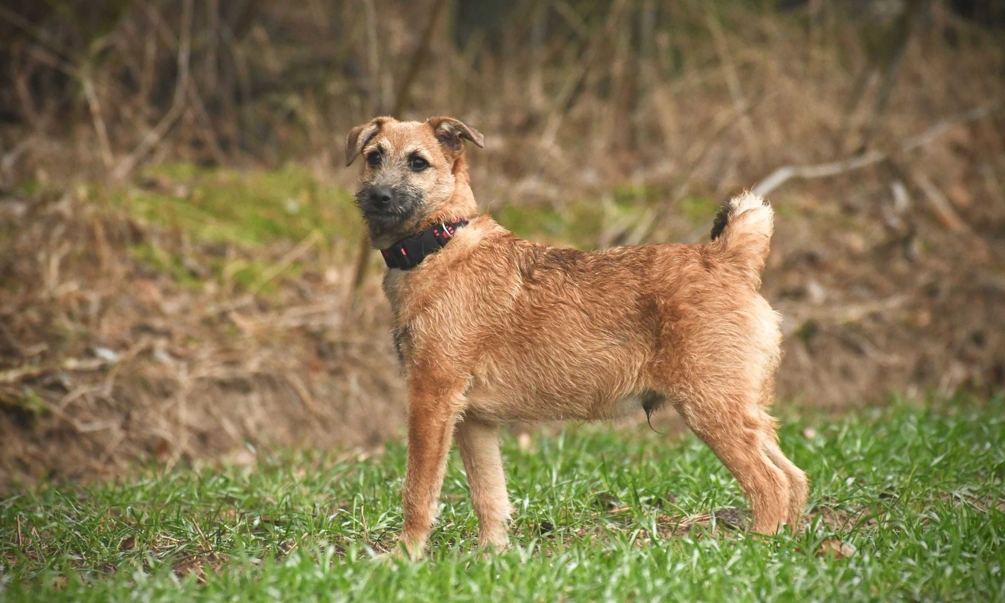 KRUSZON ok. 5 miesięczny piesek mix teriera do adopcji.