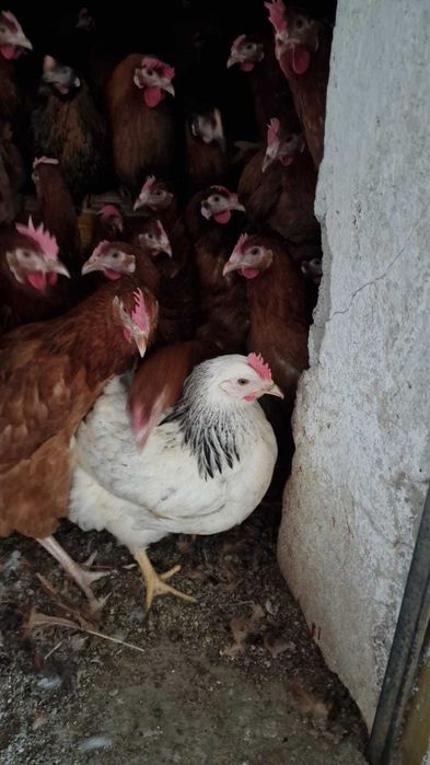 Kury nioski Leghorn Messa Rossa od 8 do 26 tyg! Zapraszamy !!