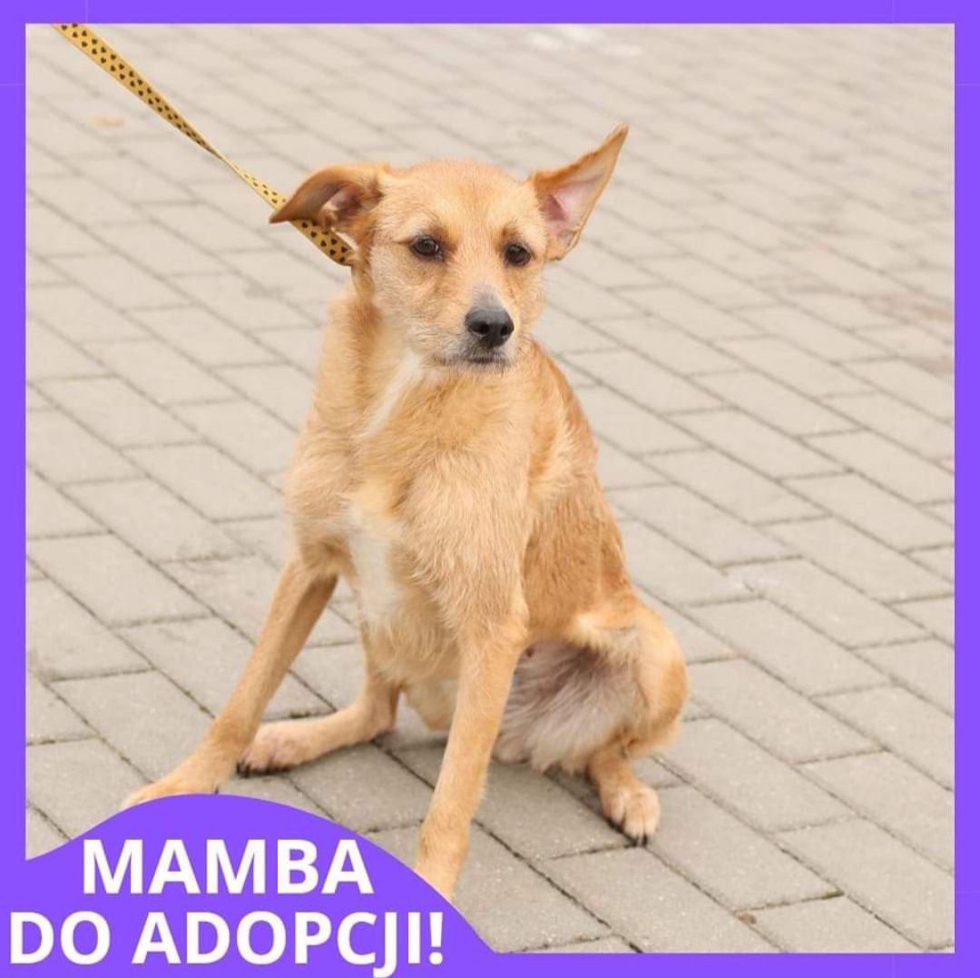 Mamba do adopcji