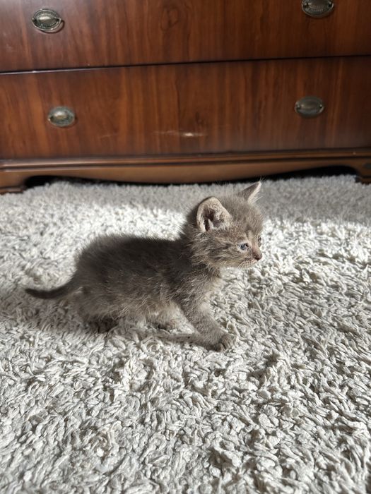 Маленькі кошенята