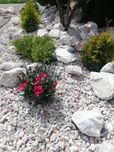 Grys różowy Pink Stone jasny kamień naturalny darmowa dostawa + głaz