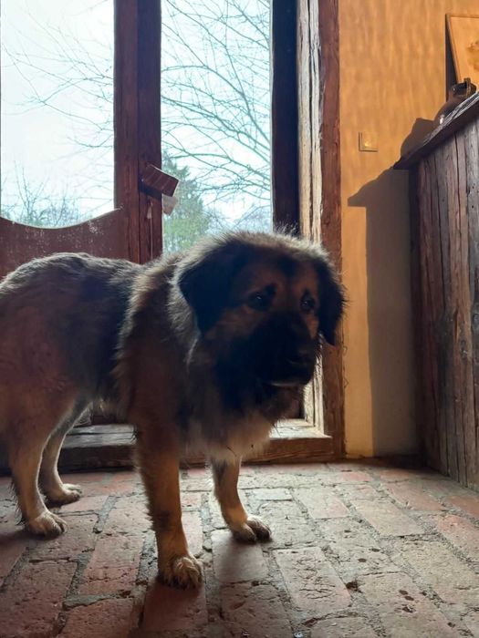 Koda straciła wystarczająco dużo czasu, szuka najlepszego domu