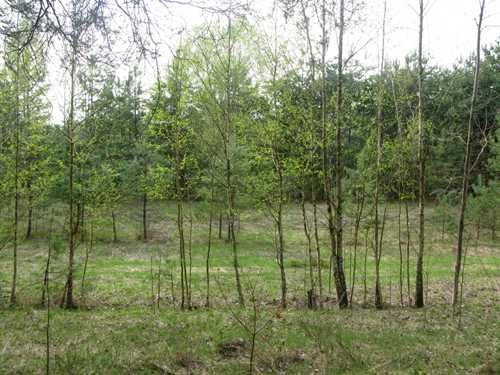 Продаж ділянки біля Десни і лісу 55 км від Києва