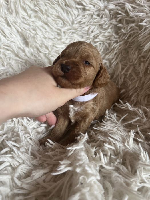 Piesek cockapoo mama cocker spaniel tata pudel toy badania genetyczne