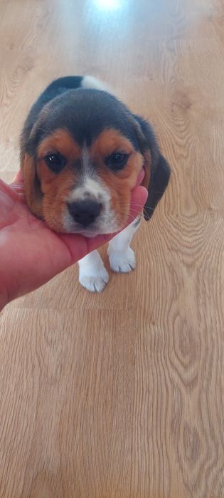 BEAGLE maluszek-