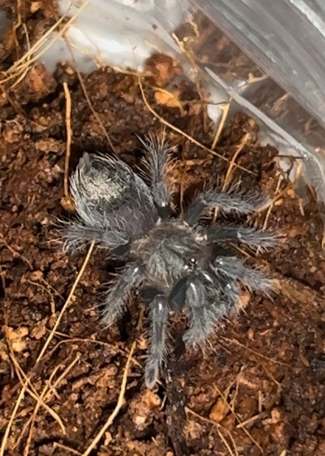 набор паук птицеед (альба) Brachypelma albopilosum Nicaragua