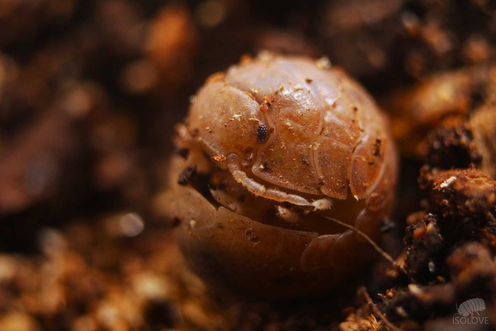 Helleria brevicornis “Elba”, NAJWIĘKSZE lądowe równonogi na świecie