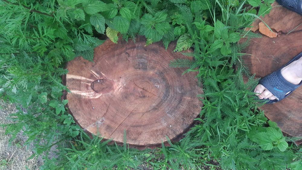 Plastry drzewa stolik kawowy drewno