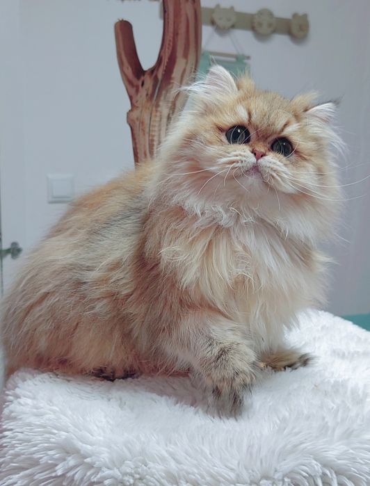 Menina british longhair golden