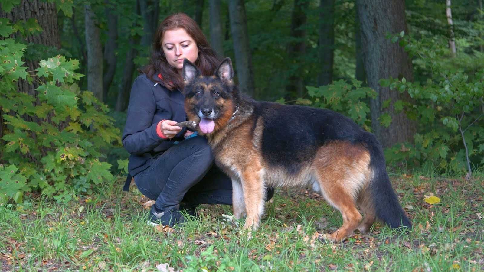 ARION - owczarek niemiecki w schronisku. Łagodny, miły. [FILMIKI]