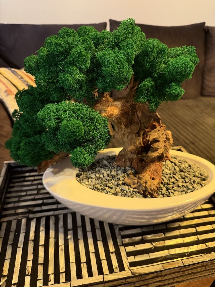 Drzewko Bonsai mech chrobotek PREMIUM-bzobsługowe