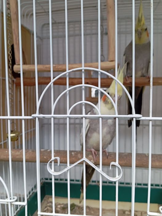 Caturra fêmea deste ano