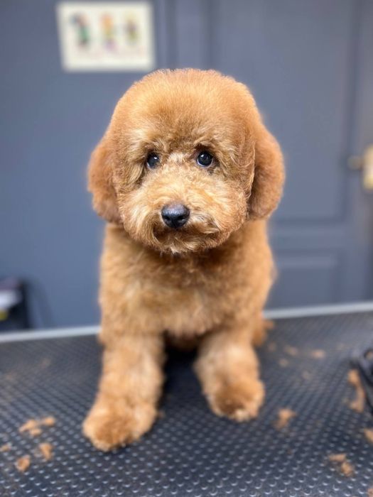 Грумінг | модельні стрижки мальтипу | той пуділь