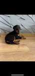 Doberman szczeniak pies z rodowodem ostatni pies MILO