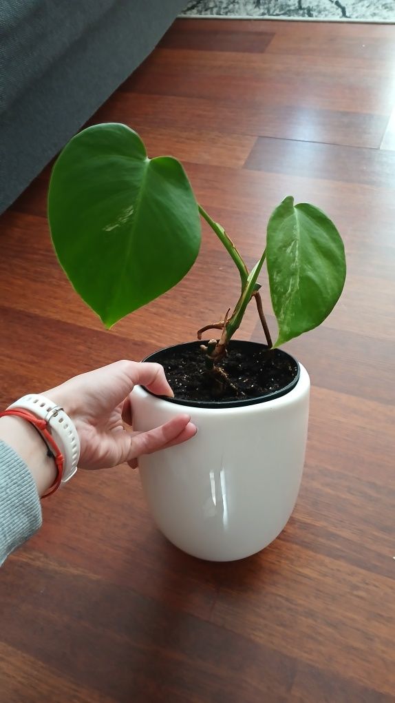 Monstera dziurawa variegata kolekcjonerska