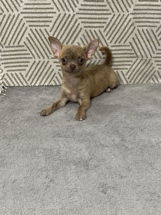 Найкращий друг хлопчик чихуахуа