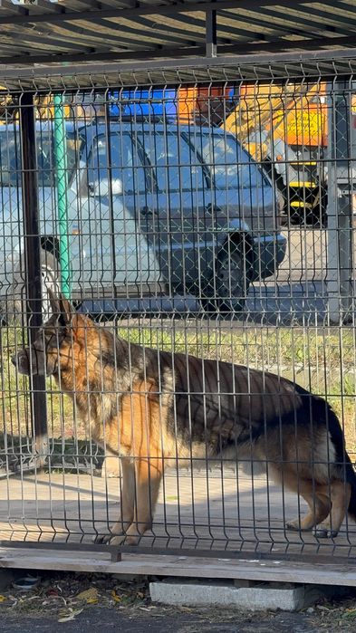 німецька вівчарка FCI/PKR: LASSO (кобель) × NOXA (сука)