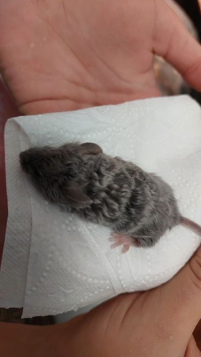 Мышь.Продам декоративного кучерявого мышонка породы Китайский тексель.