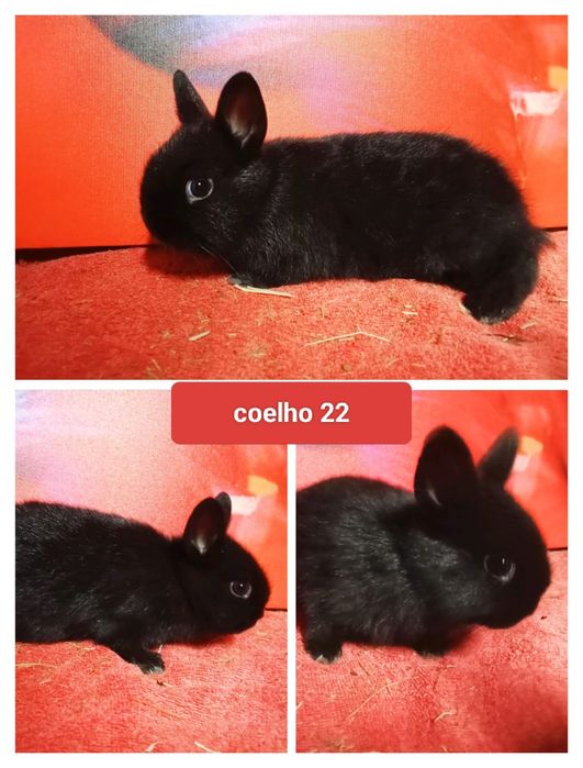 Entrega de coelhos anões em Figueiró dos vinhos