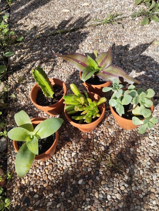 Suculentas  mini e outras plantas para ofertas
