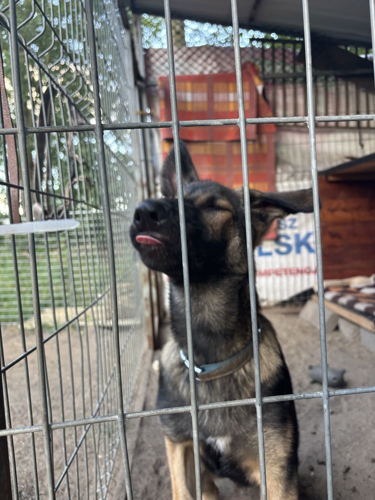 Borysek szuka domu
