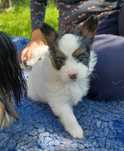 Papillon piesek ZKwP\FCI