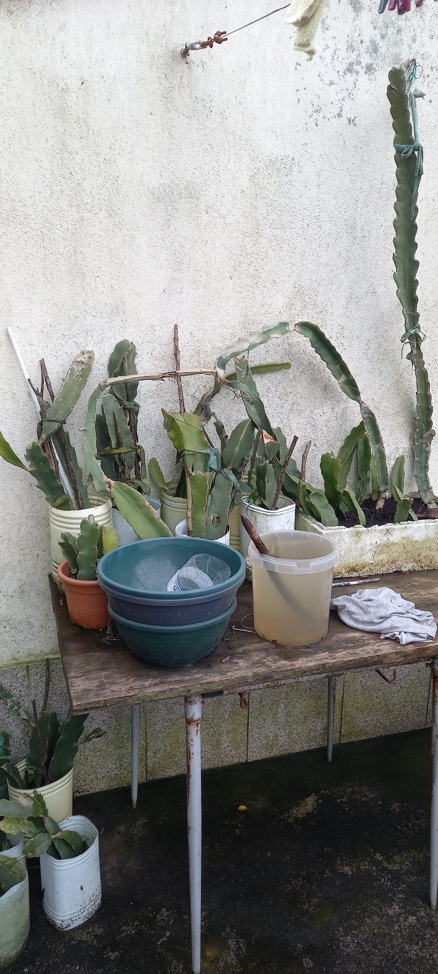 mudas de pitaya varios tamanho