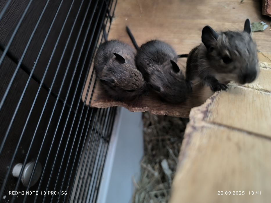 Koszatniczki oddam zarezerwowane