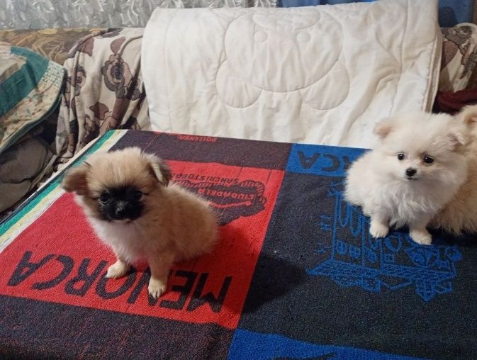 Продам щенков "Шпиц"