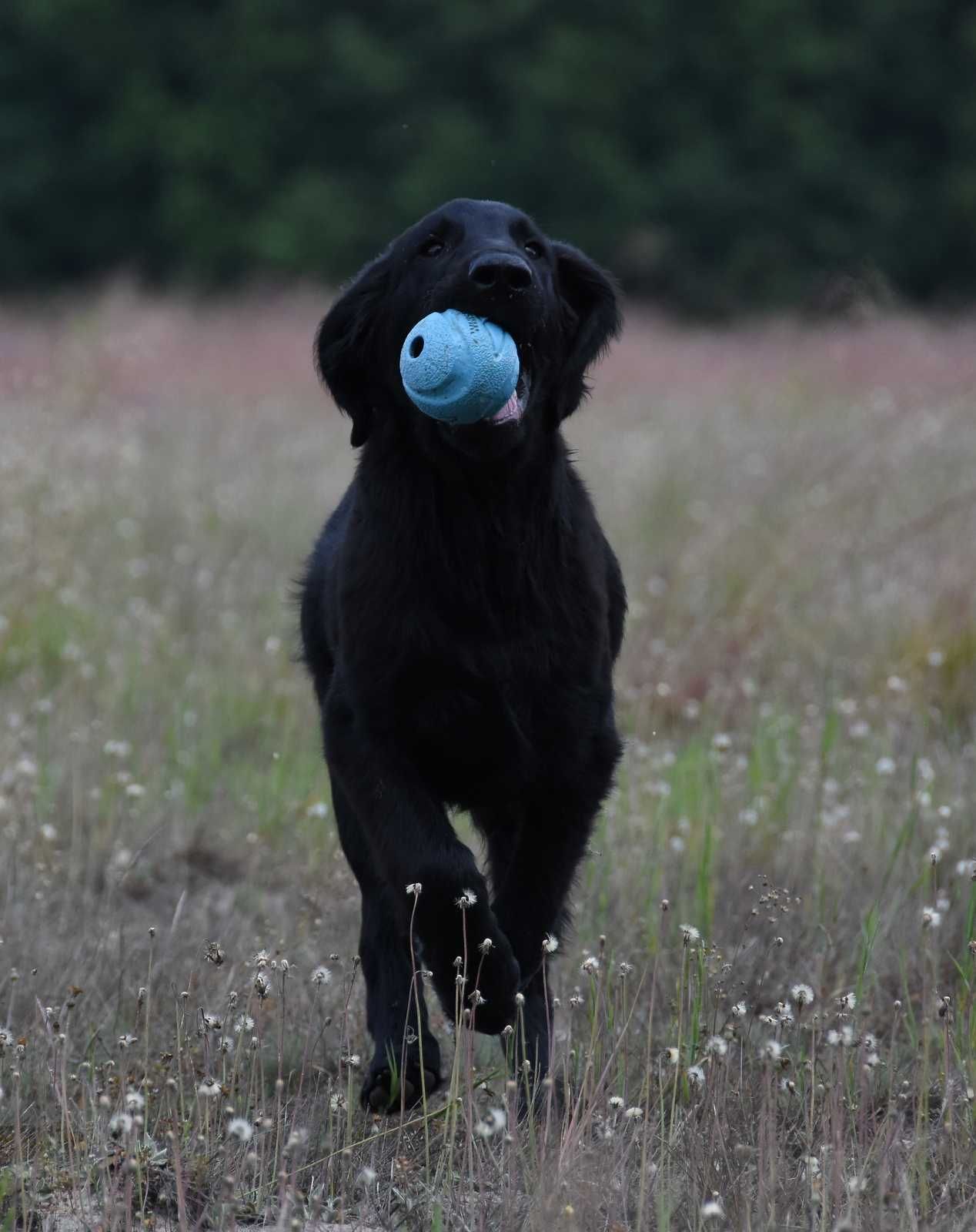 FLAT COATED RETRIEVER - cudny, czarny chłopczyk gotowy od odbioru
