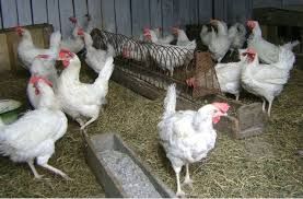 Курка несучка Леггорн 80 грн