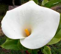 Planta jarro branco lirio calla, zantedeshia
