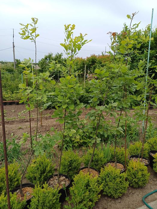 Дуб черешчатий в контейнері.