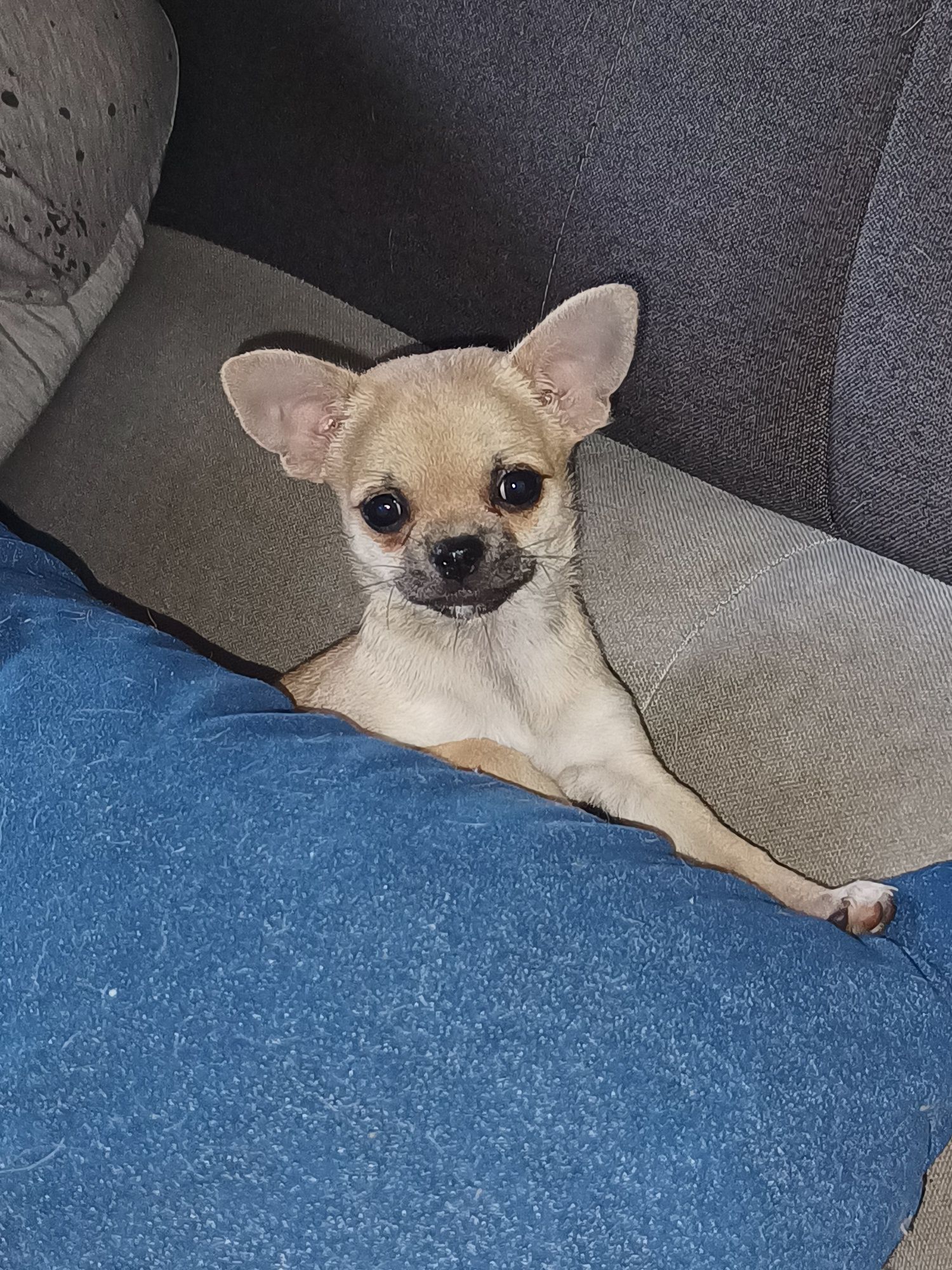 Suczka rasy  chihuahua do odbioru