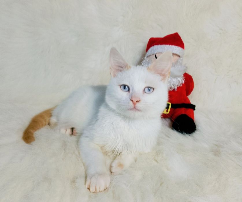 Красень з блакитними очима