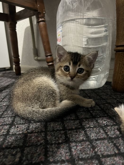 Кошенятка плюшеві безкоштовно