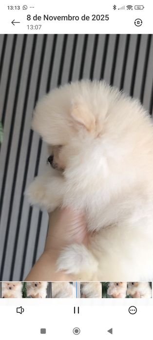 Spitz Anão.Lulu da Pomerânia. Mini Lop e Afixo.Perfeito