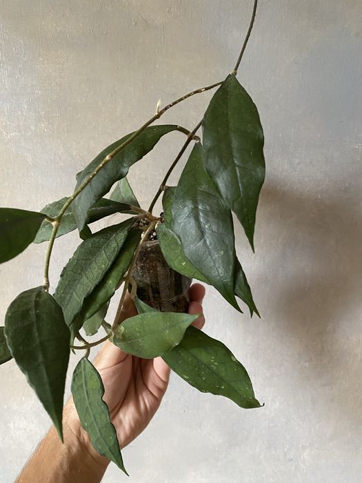 Rezerwacja Hoya NOID hoja kolekcjonerska cała roślina