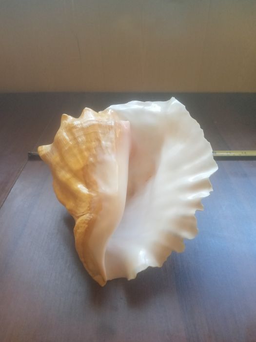 Ракушка правильной формы в идеальном состоянии СРОЧНО ТОРГ
