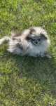 Szpic miniaturowy pomeranian XXS dziewczynka